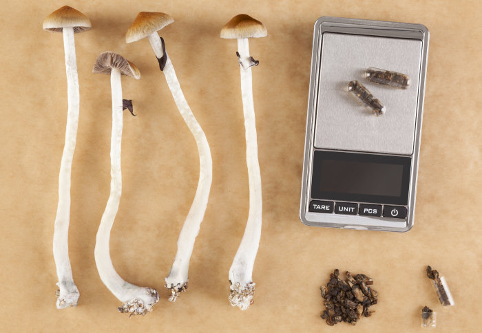 Buy African Transkei Mushrooms Online