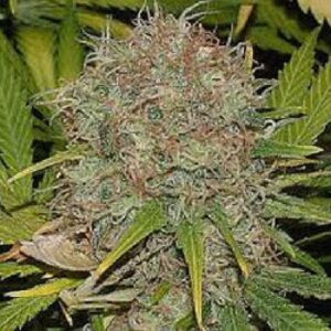 Buy AK48 Weed Strain Online