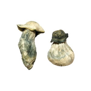 Buy Albino Penis Envy Magic Mushrooms