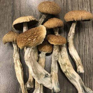 Buy Amazonian Psilocybin Mushrooms