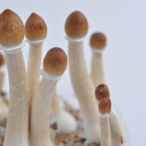 Buy Amazonian mushroom online