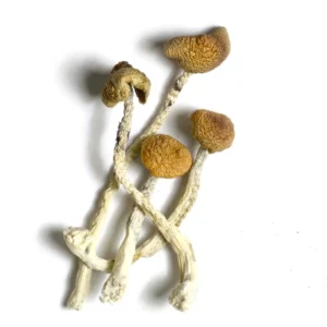 Buy Aztec God Mushrooms Online