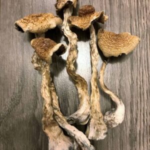 Buy B+ Psilocybin Magic Mushrooms