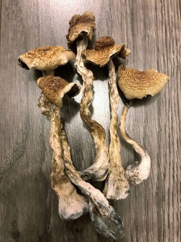 Buy B+ Psilocybin Magic Mushrooms