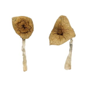 Buy Blue Magnolia Magic Mushrooms