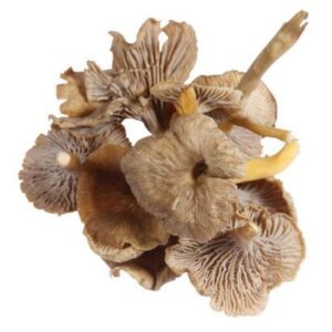 Buy Chanterelle Mushroom online