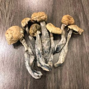 Buy Costa Rican Magic Mushrooms