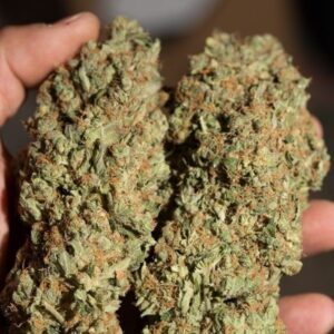 Buy Critical Plus Weed Online