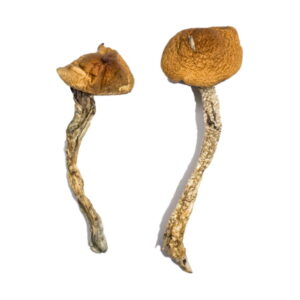 Buy Daddy Long Legs Mushrooms