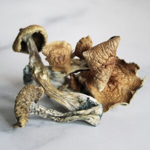 Buy Golden Teacher Magic Mushroom