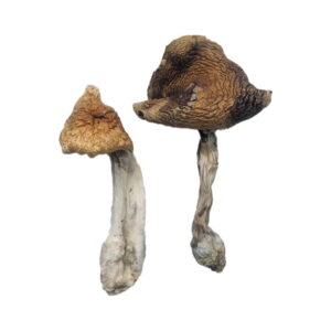 Buy Hawaiian Magic Mushrooms