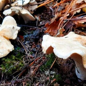 Buy Hedgehog Mushrooms online