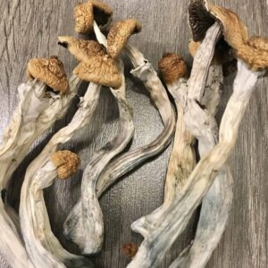 Buy Hillybilly Cubensis Mushrooms