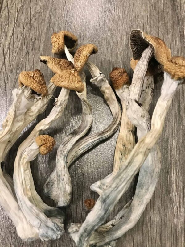 Buy Hillybilly Cubensis Mushrooms