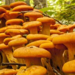 Buy Jack-O Lantern Mushrooms online