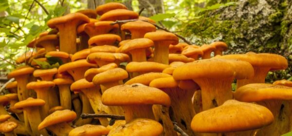 Buy Jack-O Lantern Mushrooms online