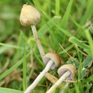 Buy Liberty Cap Mushroom online