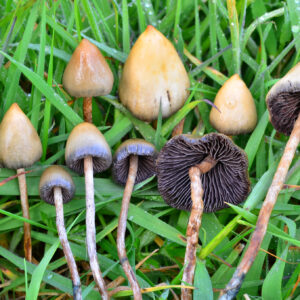 Buy Liberty caps mushroom online