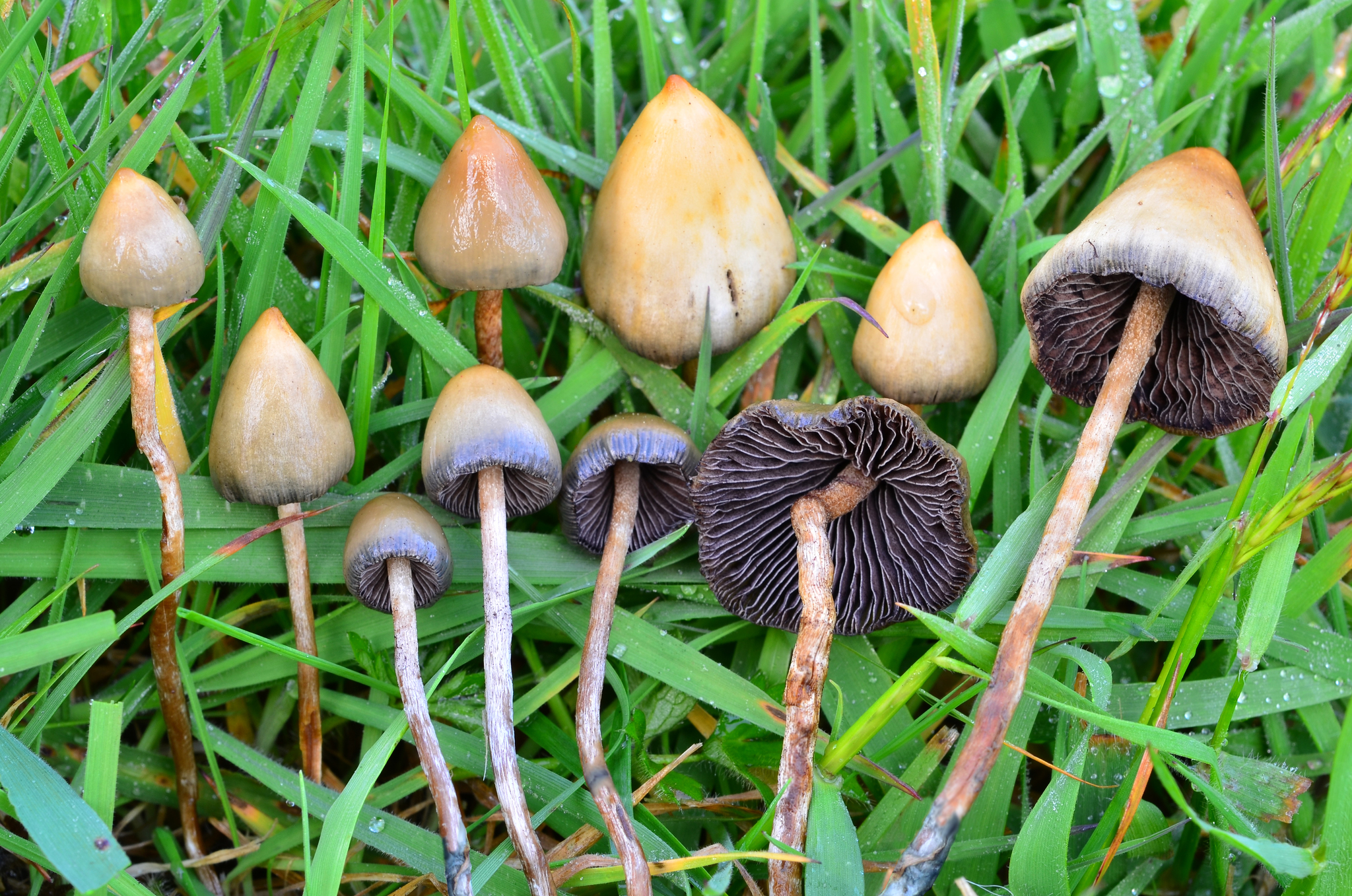 Buy Liberty caps mushroom online