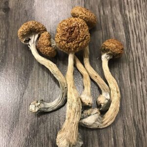 Buy Mexican Magic Mushrooms UK