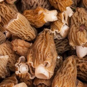 Buy Morel Mushrooms online