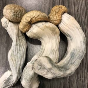 Buy Penis Envy Psilocybin Mushrooms