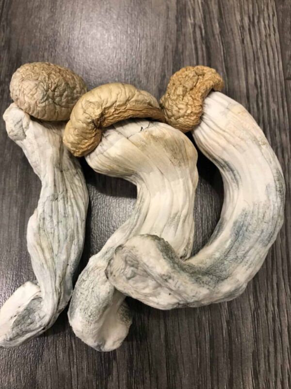 Buy Penis Envy Psilocybin Mushrooms