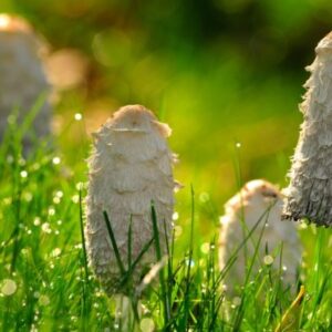 Buy Shaggy Mane Mushrooms online