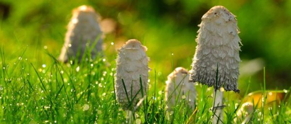 Buy Shaggy Mane Mushrooms online