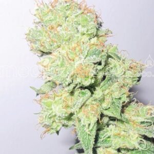 Buy Y Griega Weed Online