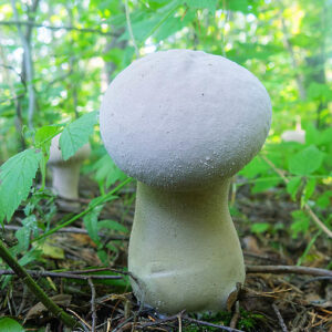 Buy puffball mushrooms online