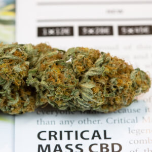 Critical Mass CBD Weed For Sale