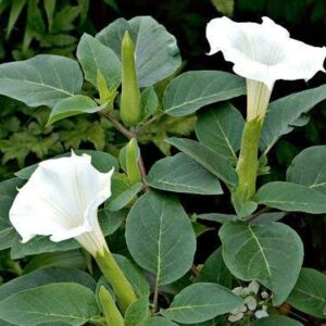 Datura plant for sale