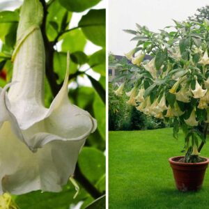 Datura plant for sale