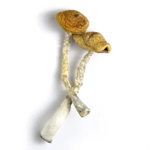 Golden Emperor Mushrooms For Sale